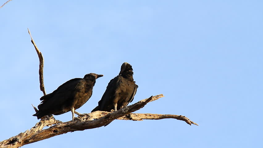 Black Vultures 3. American Black Vultures in a tree early in the morning in
