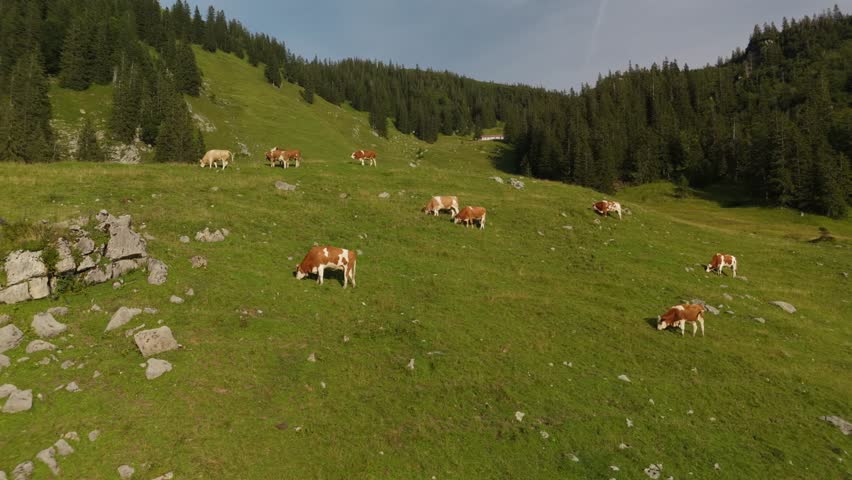Herd of brown and white cows graze on mountain in Alps. Cattle grazing on top of mountainside in European Alps summer. Aerial view of cows grazing in mountains. Drone view of livestock herding on hill