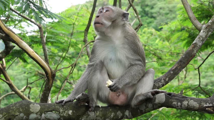 Macaca fascicularis (kera ekor panjang, monyet ekor panjang, long-tailed macaque, crab-eating monkey, cynomolgus macaque) is eating fruit