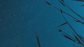 vertical Night Starry Sky With Glowing Stars And Meteoric Tracks Trails Above Young Wheat Sprouts In Summer Agricultural Season. Rotate Background Time Lapse, TimeLapse, Time-Lapse. Bottom View - Powered by Shutterstock - Get 15% off with code: PIKWIZARD15
