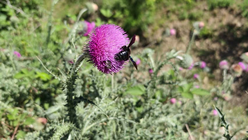 Bumblebee thorn close-up. A large black bumblebee collects nectar from pink flowers. A light breeze stirs the stems. Spring flowering, pollen collection in the meadow. Beautiful natural background