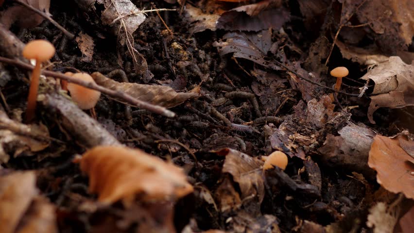 There are many small larvae in the soil among foliage and mushrooms in the forest in autumn. 