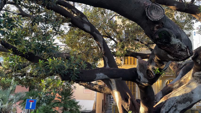 Thick branches of the old spreading Ficus elastica tree, also known as rubber fig, or Indian rubber tree in a public garden in Mediterranean town at sunset, view while panning

