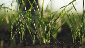 Young wheat sprouts with water drops.close-up of wheat seedlings.young wheat sprouts in morning dew.portrait of nature at sunset.transparent drops of water on sprouts young wheat. agriculture concept - Powered by Shutterstock - Get 15% off with code: PIKWIZARD15