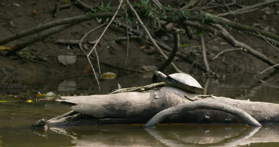 Tranquil oasis, a turtle