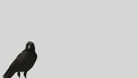 Common bird, black crow isolated in bottom corner of white background - Powered by Shutterstock - Get 15% off with code: PIKWIZARD15