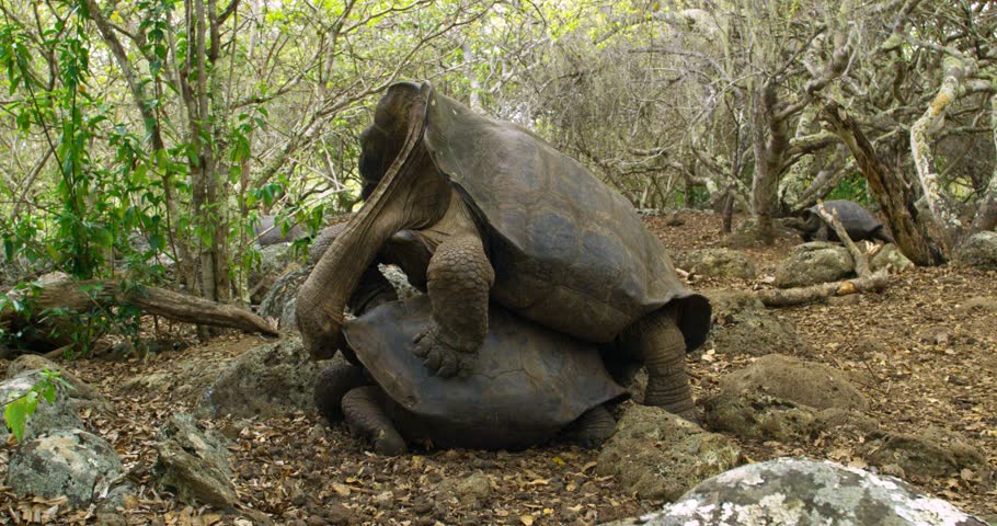 Two Galapagos Giant Tortoises breeding in the wild.