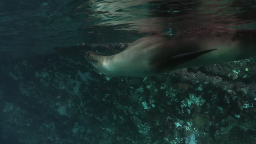 Sea lion in the dim lit shallow water of the Pacific ocean.
