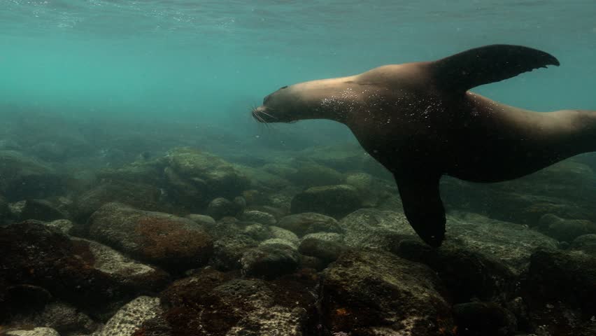 Sea lion diving underwater in the Pacific ocean.