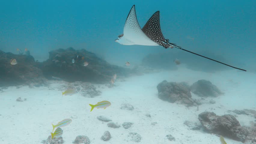 Spotted eagle ray floating above the ocean floor.