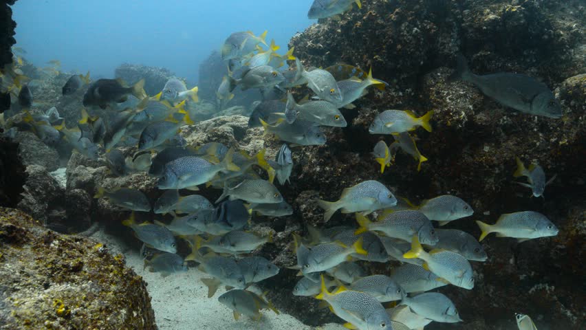 Group of yellow tailed grunt fish floating near huge stones.
