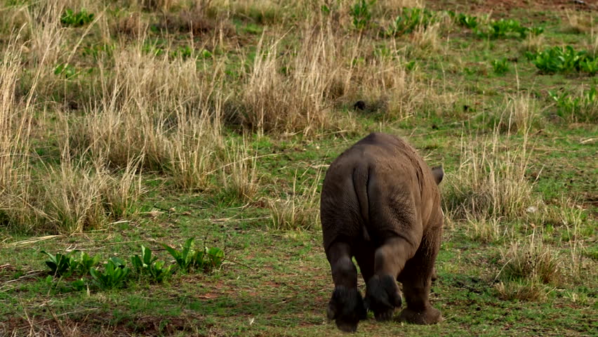 Cute baby white rhino running over field toward its mom, rear shot