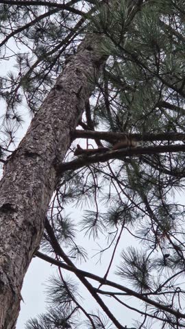 Squirrel upside down clinging to the trunk of a tall coniferous tree, hiding and moving carefully on the stalk as sliding on the rough bark looking downward. Cute and funny animal in the wild