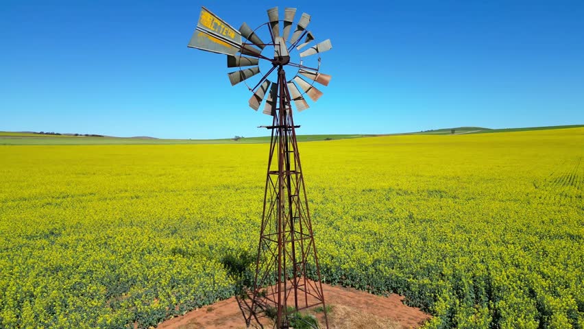 An aerial view of a rusty windmill in the middle of a rapeseed field on a sunny, bright day with blue sky in Australia