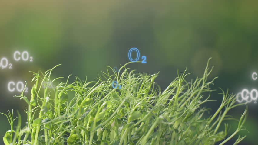 Photosynthesis in green grass, Plants producing oxygen O2 from carbon dioxide CO2 photosynthesis