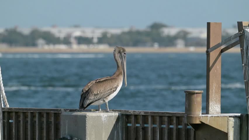 brown pelican standing on a fishing pier over water