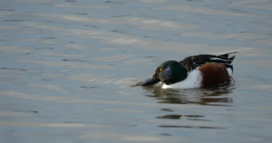 Northern shoveler, Spatula clypeata, the Camargue, France