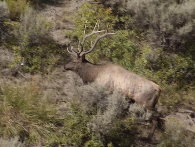 Wapiti, Cervus canadensis, bull runs between sagebrush on hillside in Yellowstone National Park, autumn. During the rut, the dominant bulls follow groups of cows.