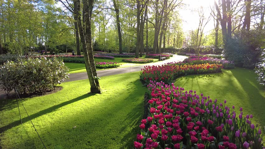 On a sunny spring morning, colorful tulips bloom on the green meadow and sunlight shines thru the forest, at a beautiful corner of Keukenhof Park, aka the Garden of Europe, in Lisse, the Netherlands