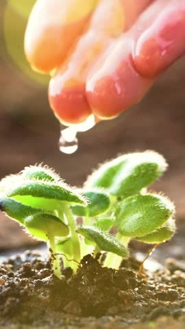 Vertical video: Farmer hand watering a young plant sprout on agricultural field at sunset. Concept of growth, care, sustainability, gardening, green environment, agriculture, spring works, new life 