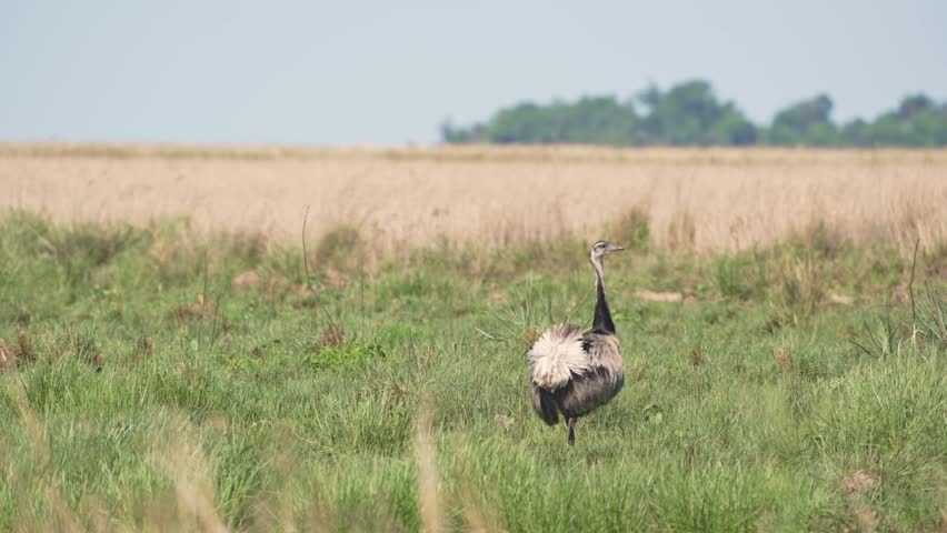 A solitary greater rhea (rhea americana) standing in a vast open grassland in its natural habitat on a sunny day, close up shot.