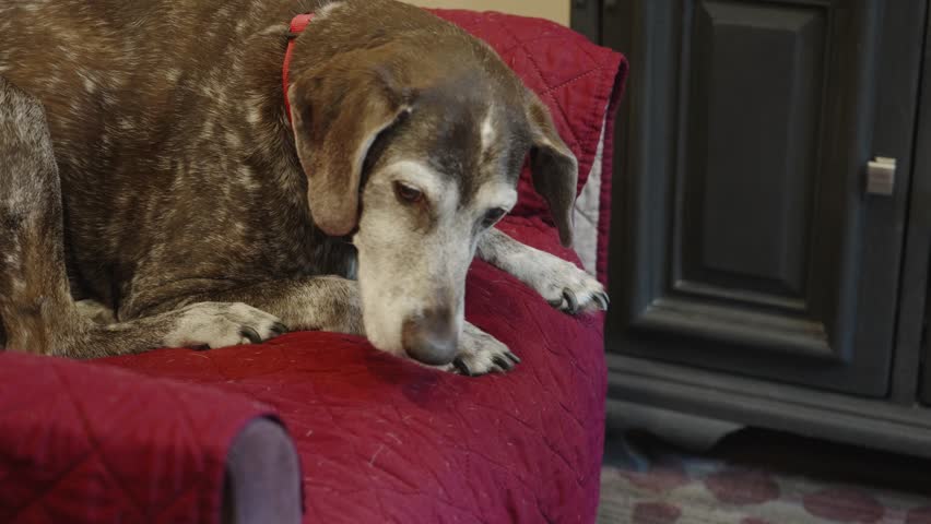 A German short haired pointer eats a piece of salami.