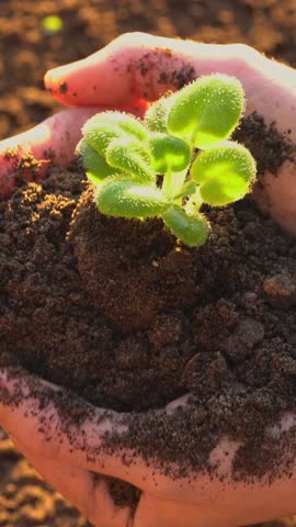 Vertical video: Farmer gently cradling a young plant in rich soil at sunset, growth, environmental awareness, and sustainable agriculture, gardening, responsibility, new life, sustainable development.