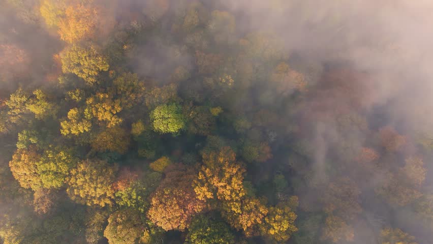 Liège, BELGIUM - NOVEMBER 24, 2024: Bird's-eye view of the Fayenbois Forest in autumn, mist and vibrant colors.