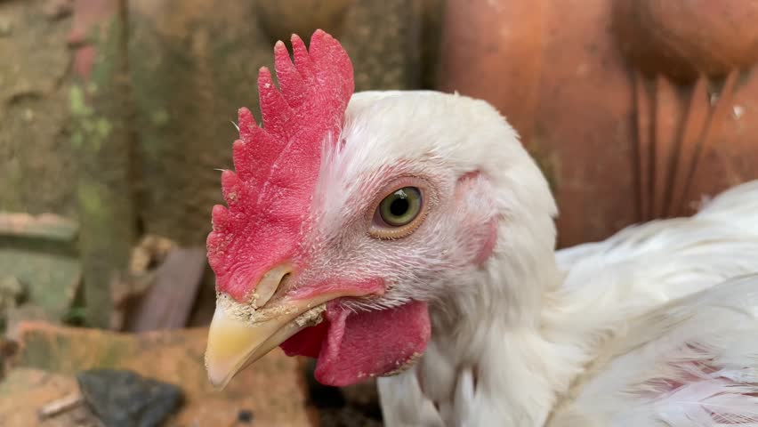 White Broiler Chicken Head Close up