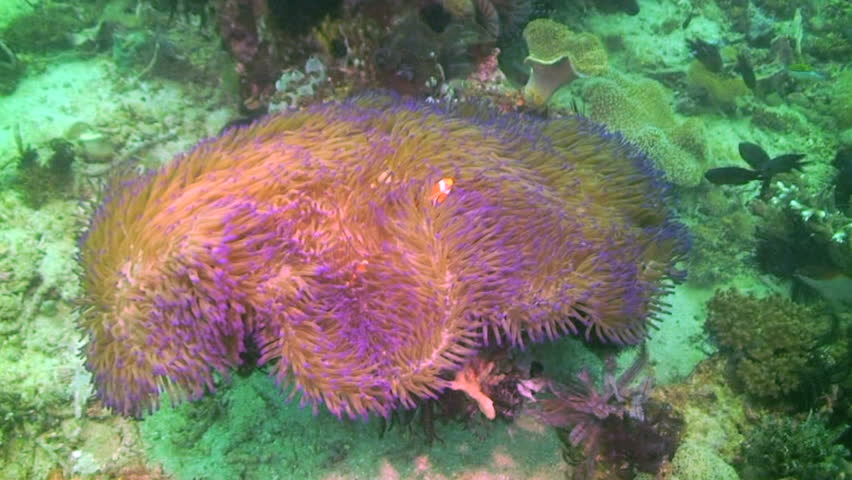 Spinecheek Anemonefish, Premnas biaculeatus, and Sea Anemone in Papua New Guinea, Milne Bay