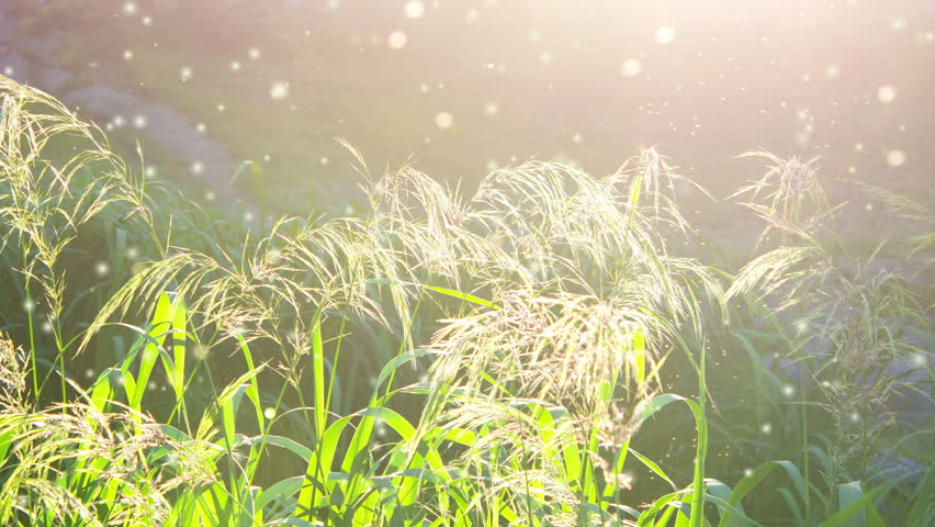 Inflorescences of blooming field grass with green leaves on a dark blurred background with the shining sun and white fluff flying around on a summer day. Nature. Natural background.