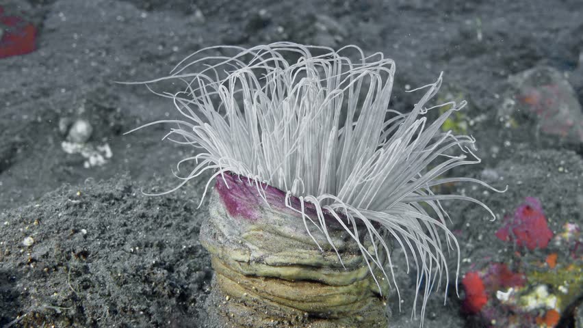 The tube sea anemone lives on the bottom of the tropical sea. During the day, it spreads its long tentacles, which sway in the sea current; with them, the sea anemone catches plankton.