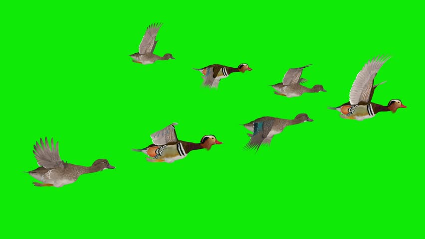 Mandarin Ducks in Wedge Flock of 7 Birds - Flying Loop - Side Close Up View - 4K UHD 3D animation isolated on chroma key with green screen