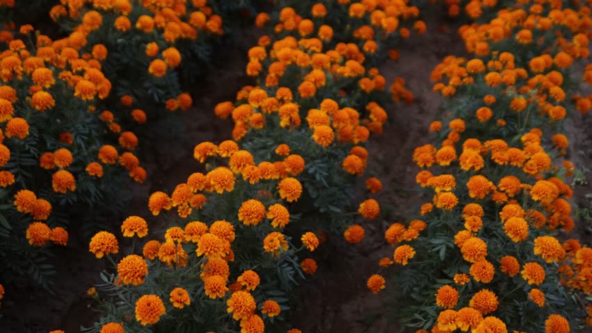 close up on field cultivated with orange cempasuchil flower, or the Mexican marigold, during the celebration of the Day of the Dead or "dia de los muertos"