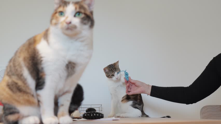 sitting on a table, a little cat in the background with his mistress who is putting his toy down and in the foreground a very pretty European tricolour cat sitting majestically and looking at him