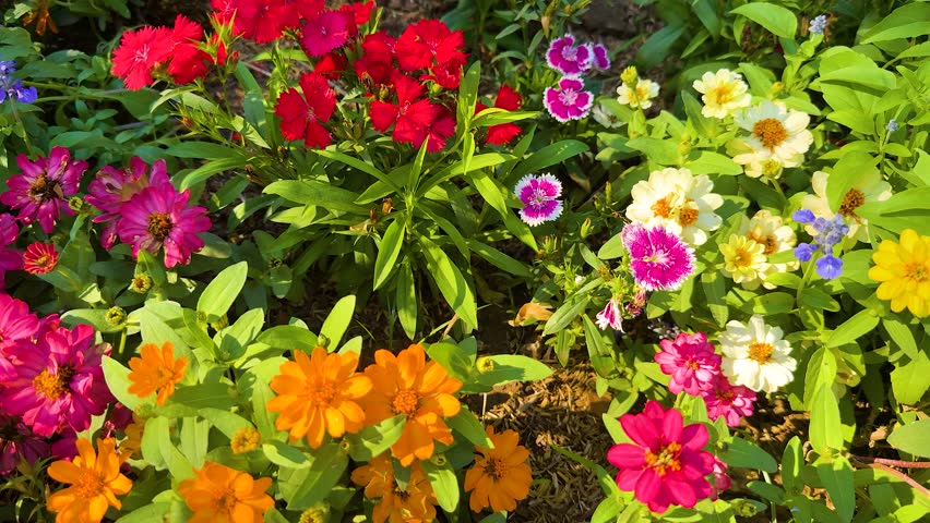 Colorful flowers blooming in a lush garden
