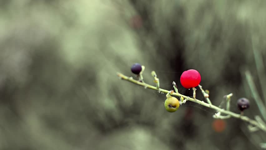 Random slow motion camera movement of a red berry on a branch. Nice soft background.