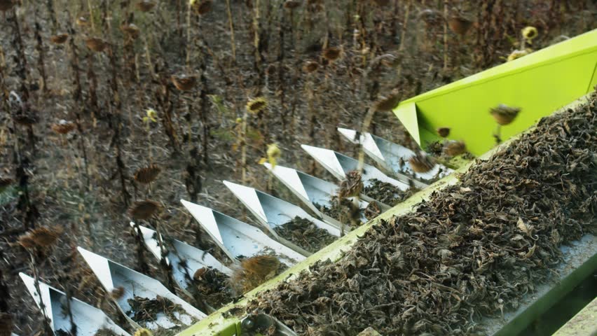 An agricultural tractor. Harvesting sunflower seeds.