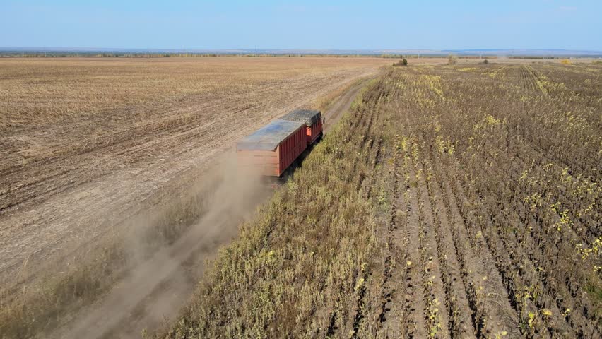 A combine harvester fills grain into a truck in the field