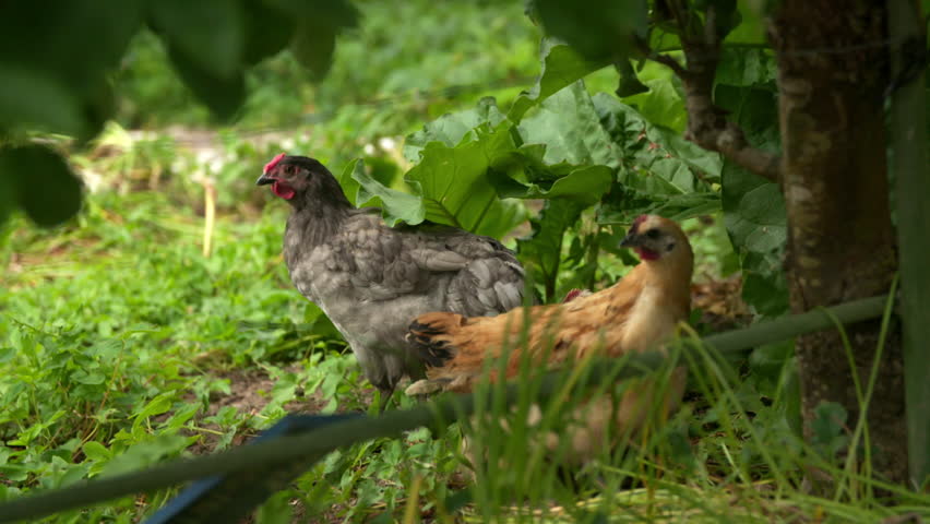 Close-up of chickens amble around the graden patch.