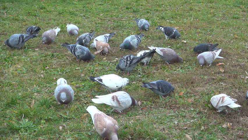 Hungry Pigeons Searching Food, Eating Stock Footage Video (100% Royalty
