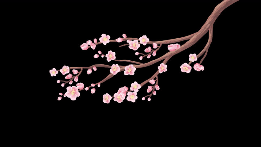 Plum Blossoms Branch, Chinese New Year or Japanese Sakura plant, Lunar New Year decoration, pink flowers, wiggle animation slightly moving,4k on a transparent background alpha channel, right side