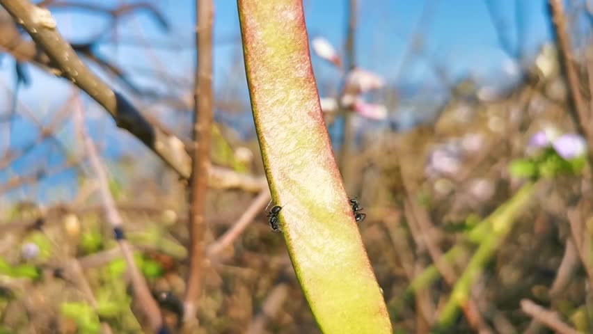 Black ants crawling around on a tropical plant in Zicatela Puerto Escondido Oaxaca Mexico.