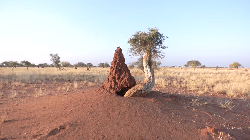 Tree with termite mound in Africa, Namibia. (2023 September)