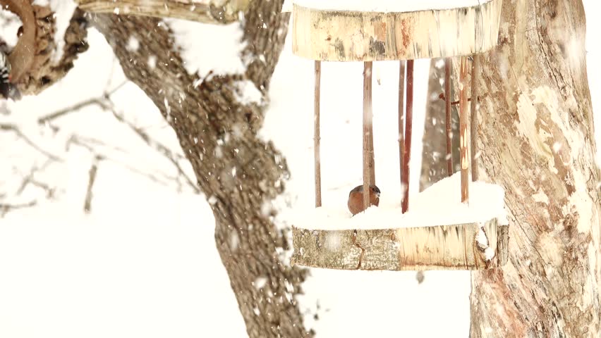 Two Blue tits perched on a birdhouse covered bysnow during heavy snow