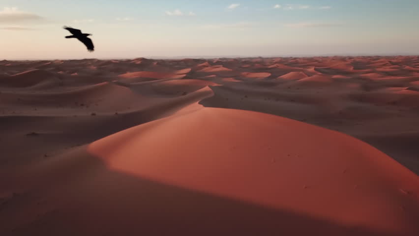 Aerial view on sand dunes and and flying black crows in Sahara desert at sunrise, Africa
