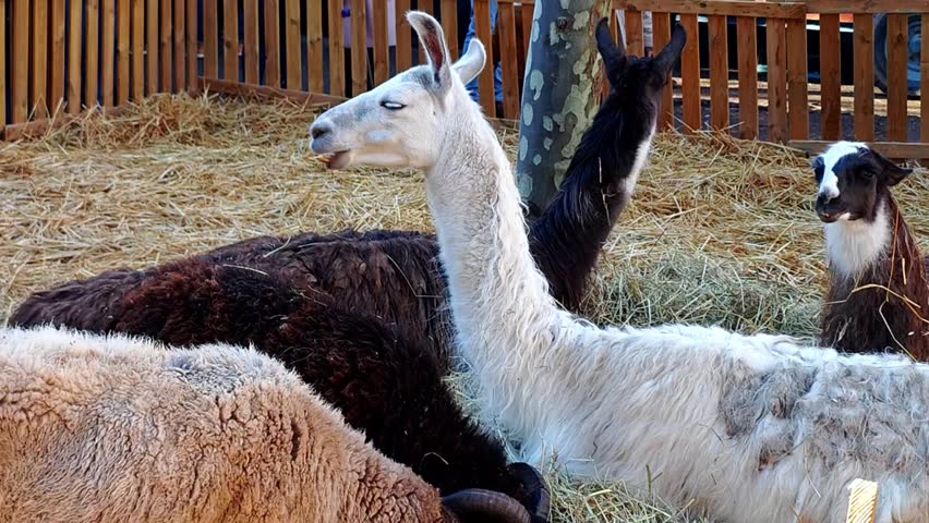 llama, sheep, and goat feeding straw
