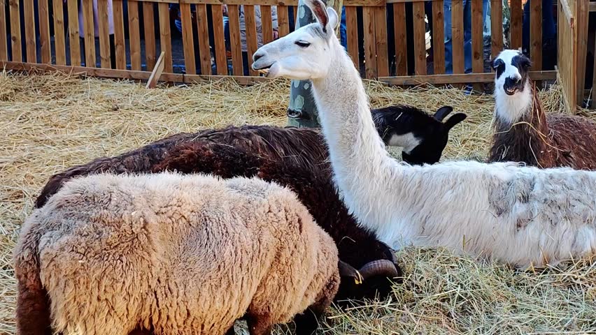 llama, sheep, and goat feeding straw