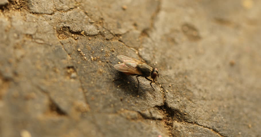 Macro Shot of a House Fly
