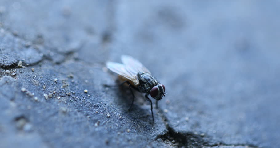 Macro Shot of a House Fly